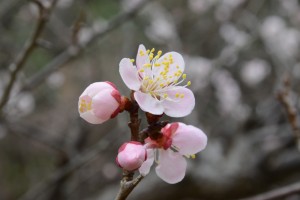 20160309-ウメの花　ブンゴ（豊後）-2